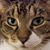 Cheryl Laviska Bartlett's profile image