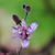 Cyndi Schaefer's profile image