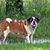Dee Dobbins's profile image