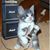 Hilal Kalawi's profile image