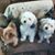Carolyn Narducci's profile image