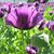 Ismail Arslanbas's profile image