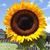 Lindsey VanBuskirk Cegelis's profile image