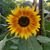 Jewell Fishburn's profile image