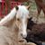 Diane Palmer Fisher's profile image