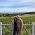 Julie Garlinghouse Pellerito's profile image