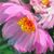 Patricia Gerard Koski's profile image