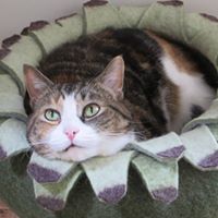 Stella Murphy's profile image