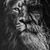 Harry Koch's profile image