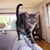 Amy Fellows's profile image
