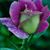 Patricia G. Kerlin's profile image