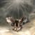 Dennis Wiley's profile image
