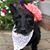 Tracy Dopp's profile image