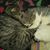 Mark Tracy Greenleaf's profile image