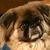 Carolyn Brunetti Abbamondi's profile image