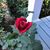 Dianne Parker Moorefield's profile image