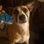 Laura Cornelius's profile image