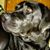 Annette Ringhoff Crivellaro's profile image