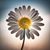 Elaine Gibbs's profile image