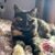 Debi LaRose's profile image