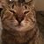 Meredith Malak's profile image