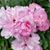 Angela Risher's profile image