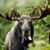 Linda Waldron Inman's profile image