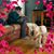 Corina Yildiz's profile image