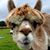 Kristen Kammer-Hattox's profile image