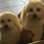 Donna M. DiDio-cochran's profile image