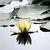 Janine Burgio's profile image