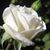 Tina Hernandez's profile image