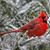 Alison Laming's profile image