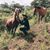Domingo Mendoza Cruz's profile image