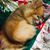 Amy Pettifer's profile image