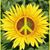 Shelly Lawson Mckevitt's profile image