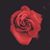 Liz Lynn's profile image