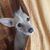 Vani Vosburgh's profile image