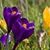 Jean Holway Griffith's profile image
