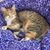 Jeanie Perkins Petrik's profile image