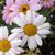 Susan Buchmann's profile image