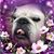 Susan Heacox Vrabec's profile image