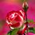 Rosanne Sharon LeSueur's profile image