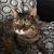 Tommy Shannon's profile image