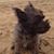 Hulali Perreira's profile image
