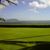 Cindy Williams's profile image