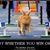 Judy L Swanger Dominguez's profile image