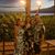Tammy Pianto Brooks's profile image