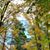 Cheri Wimpfheimer Pagnac's profile image