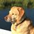 Dave Jacobson's profile image
